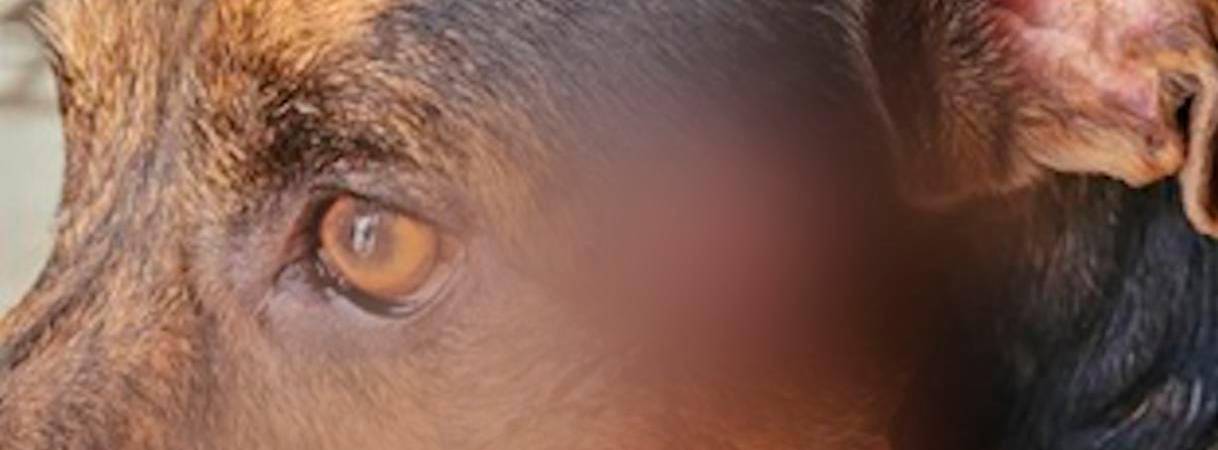 Uno de los perritos maltratados. /FOTO: CORTESÍA