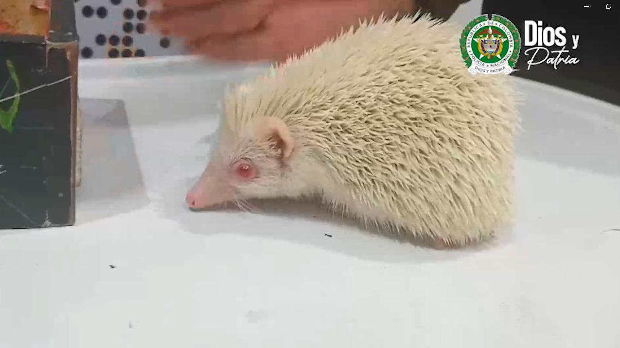 $!/FOTO: POLICÍA NACIONAL