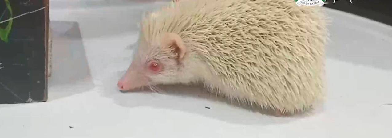 /FOTO: POLICÍA NACIONAL