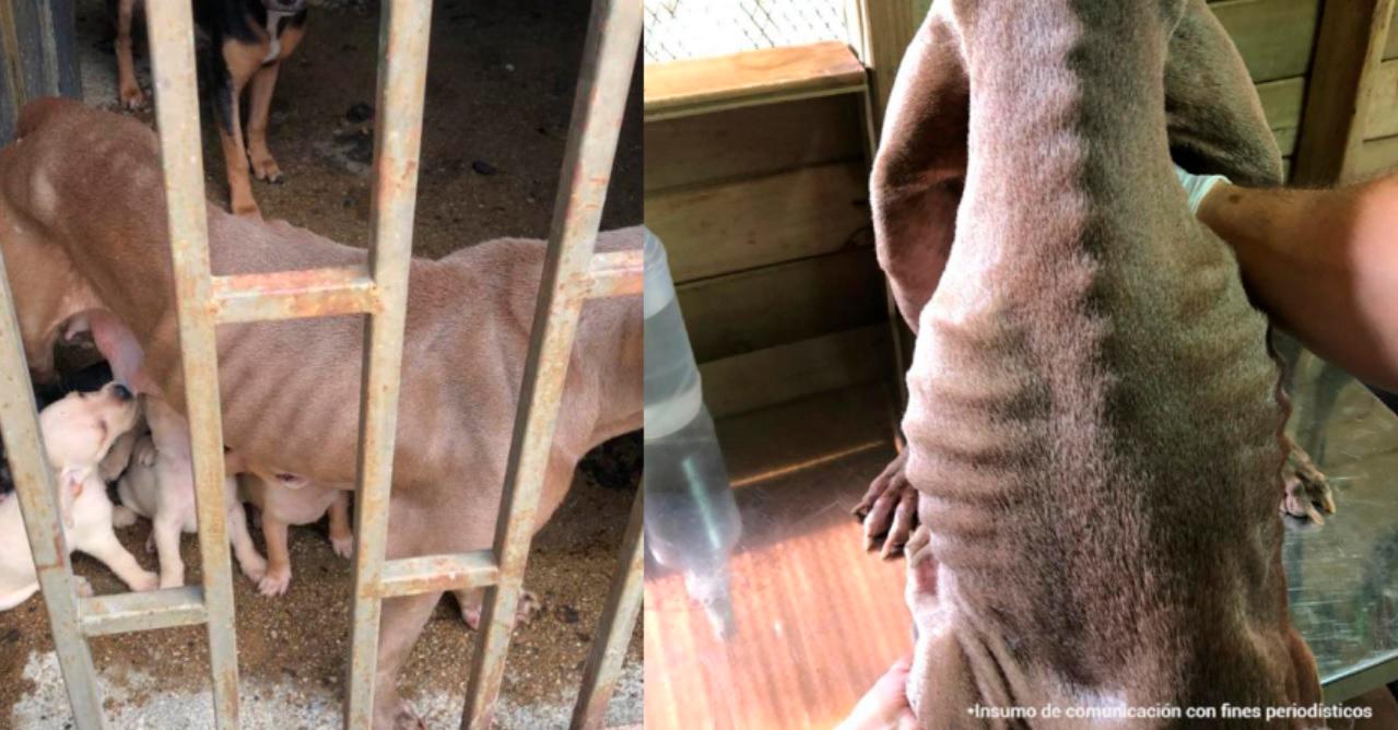 A la perrita Sasha se le veían hasta los huesos. /FOTOS: CORTESÍA