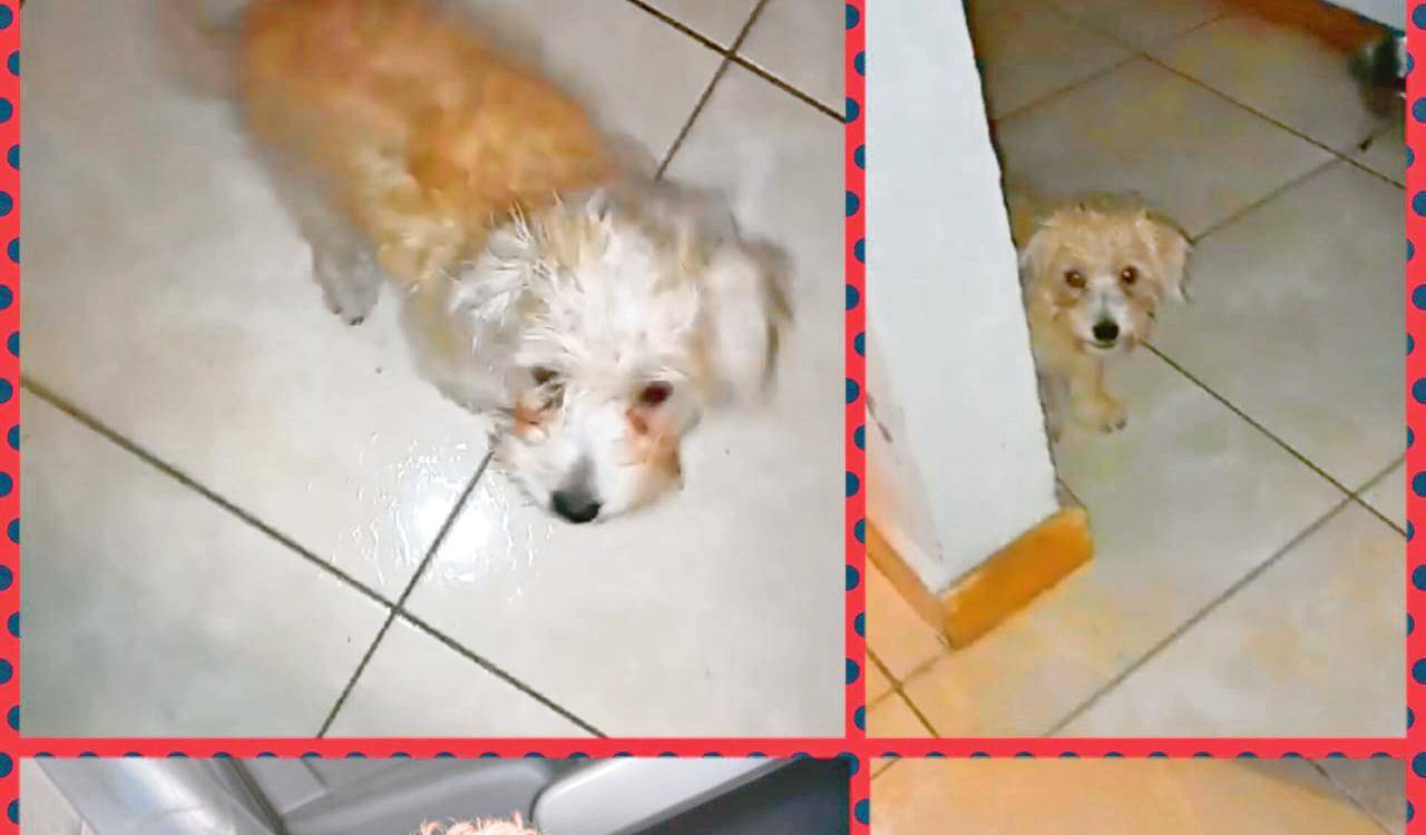 Monster tenía 1 año y 2 meses. Era el más consentido de la casa. Con esta imagen lo buscaron durante los días que se había perdido recientemente. /FOTO: CORTESÍA