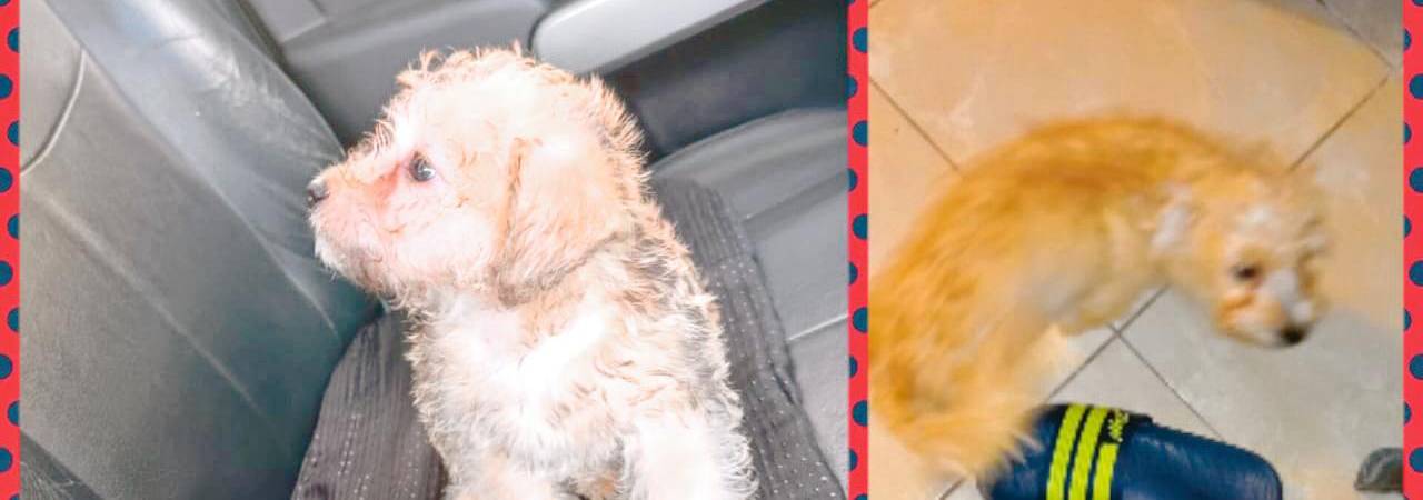 Monster tenía 1 año y 2 meses. Era el más consentido de la casa. Con esta imagen lo buscaron durante los días que se había perdido recientemente. /FOTO: CORTESÍA