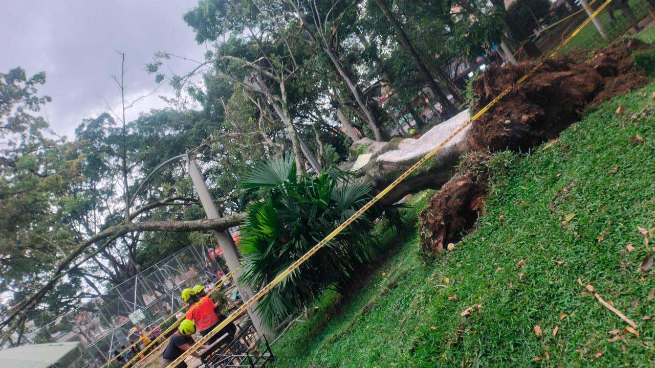 EN IMÁGENES: ¡Se siguen yendo al suelo! Enorme árbol se cayó en pleno parque de Villa Hermosa