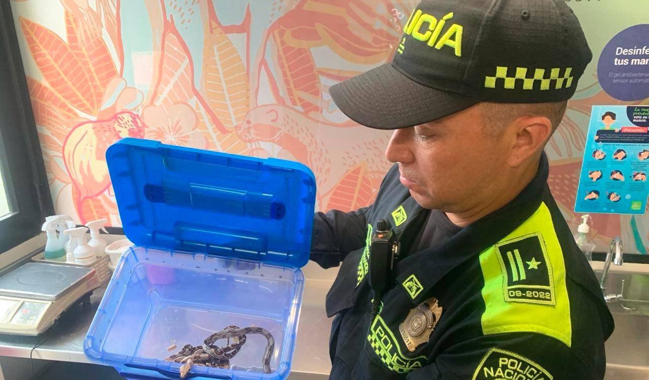 EN VIDEO: En Bello llamaron a la Policía por un caso de robo y terminaron incautando 5 boas