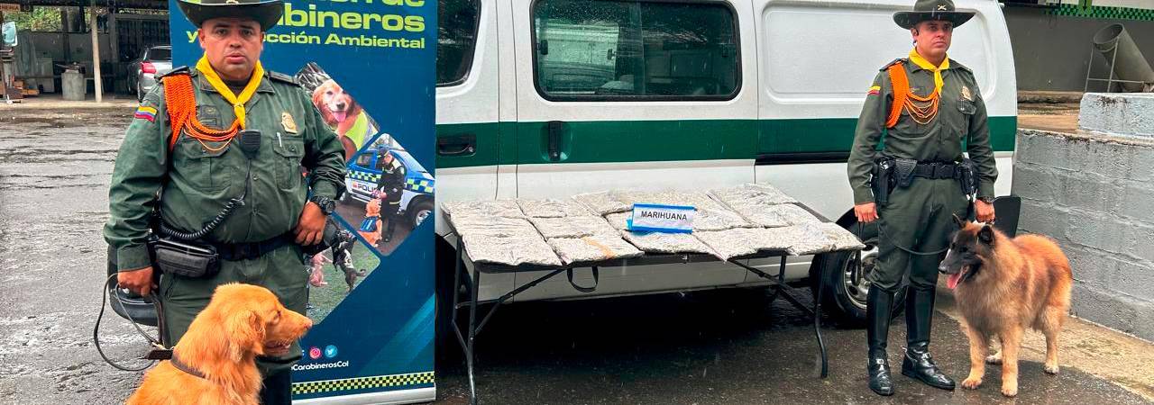 Hasta gomitas hechas de marihuana encontraron perros policía en varias empresas de mensajería