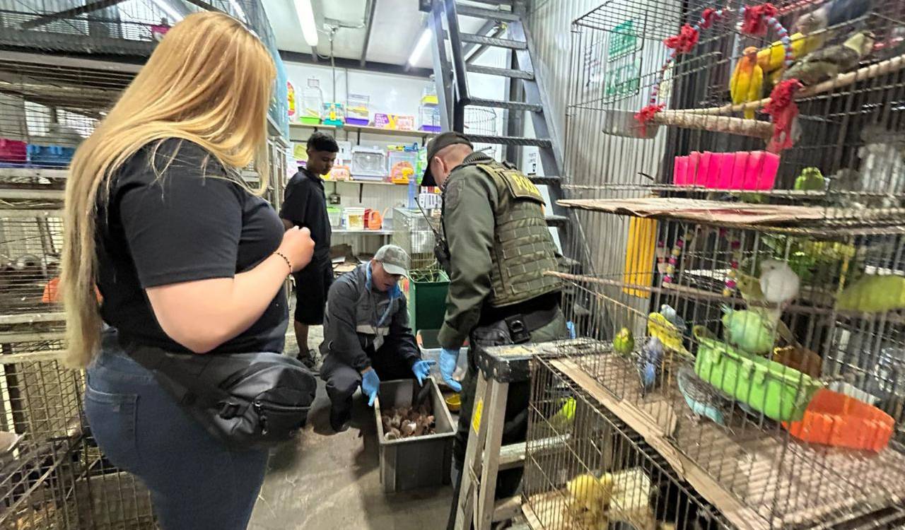 Operativo de control de fauna en la Minorista. <b><span class=mln_small-caps_mln>/FOTO: CORTESÍA POLICÍA NACIONAL</span></b>