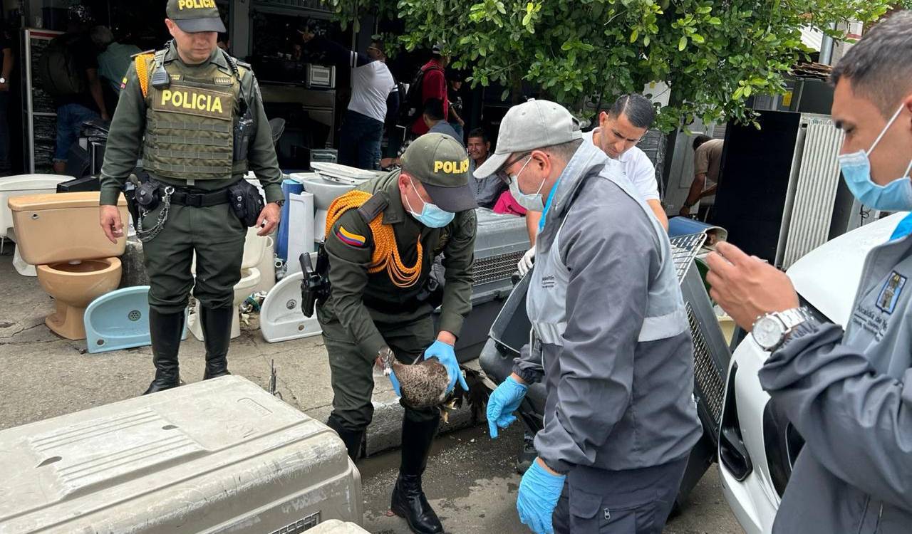 Operativo de control de fauna en la Minorista. <b><span class=mln_small-caps_mln>/FOTO: CORTESÍA POLICÍA NACIONAL</span></b>