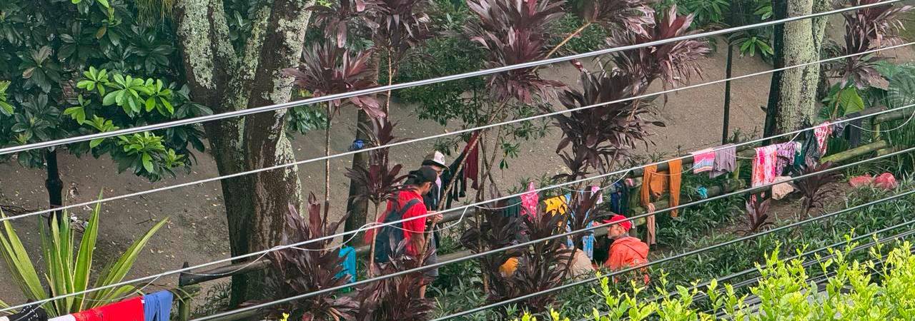 Relatan vecinos que cuando pasa la basura, rápidamente se desaparecen, pero poco después, regresan al sitio a seguir consumiendo. /FOTO: CORTESÍA