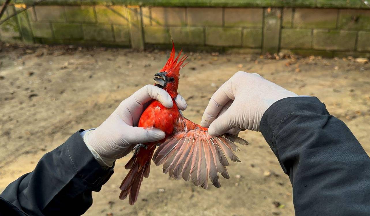 FOTO: ÁREA METROPOLITANA