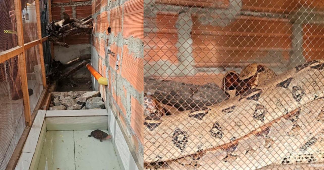 Así estaban las boas constrictor y la tortuga matamata. /FOTO: CORTESÍA
