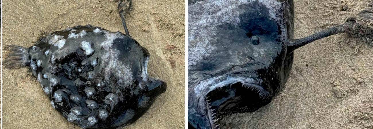 Pez futbol del Pacífico, que vive a más de 1.000 metros de profundidad, es visto por primera vez en la costa de Oregon, en Estados Unidos. / FOTO: TOMADA DE LA WEB.