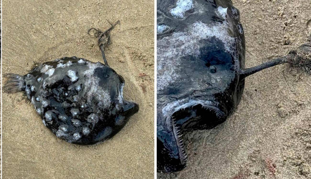 Pez futbol del Pacífico, que vive a más de 1.000 metros de profundidad, es visto por primera vez en la costa de Oregon, en Estados Unidos. / FOTO: TOMADA DE LA WEB.