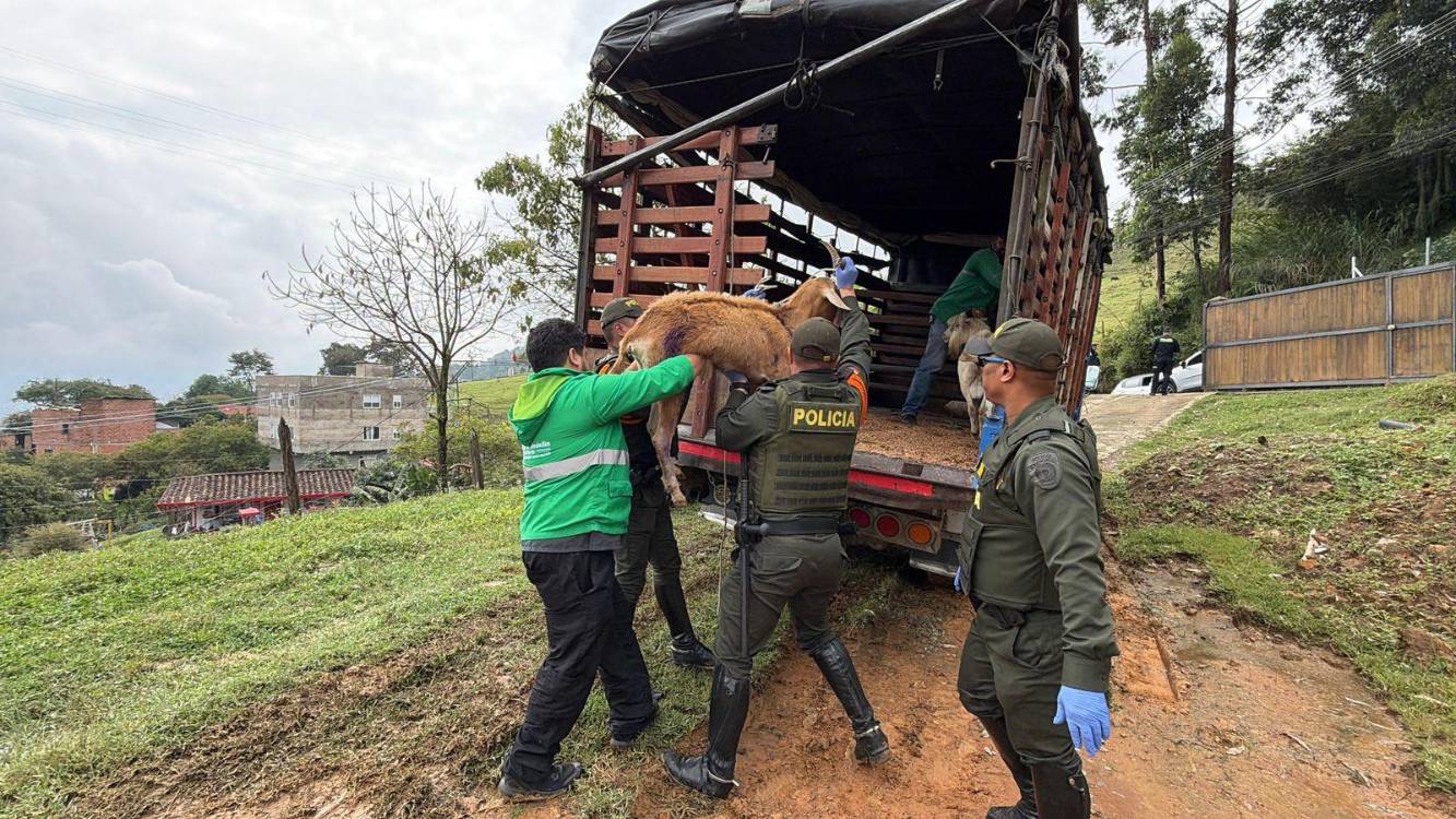 EN VIDEO: En Altavista habrían entrenado perros para matar cabras