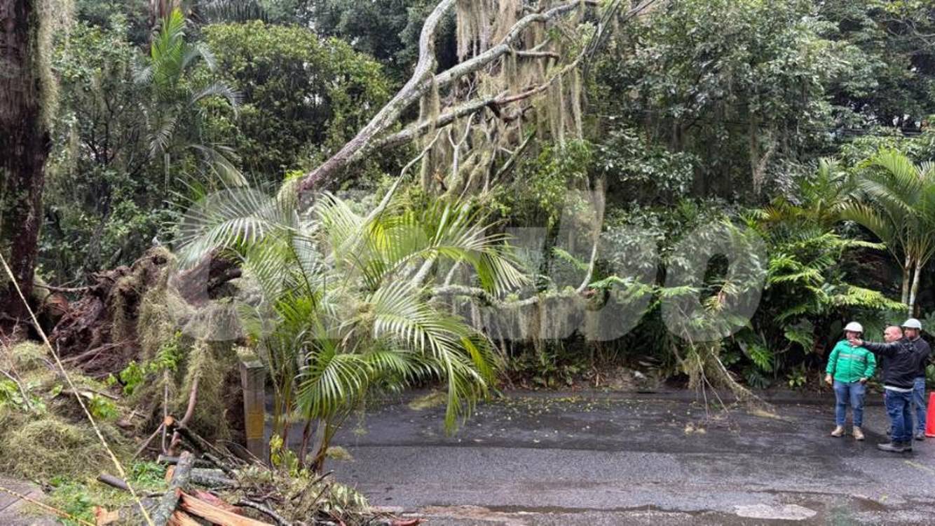 Así se encontraba el árbol al ser reportado por un habitante del sector. FOTO: : MARÍA CAMILA GARZÓN