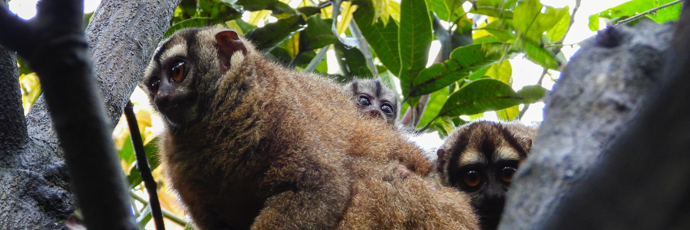 Familia de martejas en el Valle de Aburrá. /FOTO: ÁREA METROPOLITANA