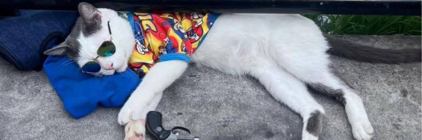 El gato estaría siendo usado para pedir dinero. FOTO: CORTESÍA DENUNCIAS ANTIOQUIA