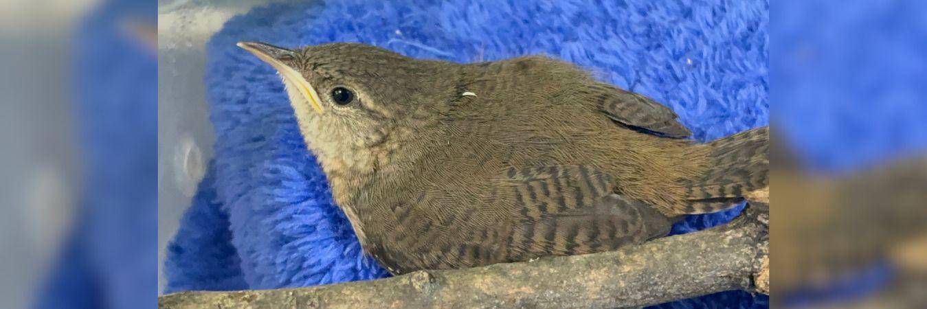 Varias aves han sido reportadas como afectadas por los estallidos y están siendo recuperadas. FOTO: CORTESÍA ÁREA METROPOLITANA.