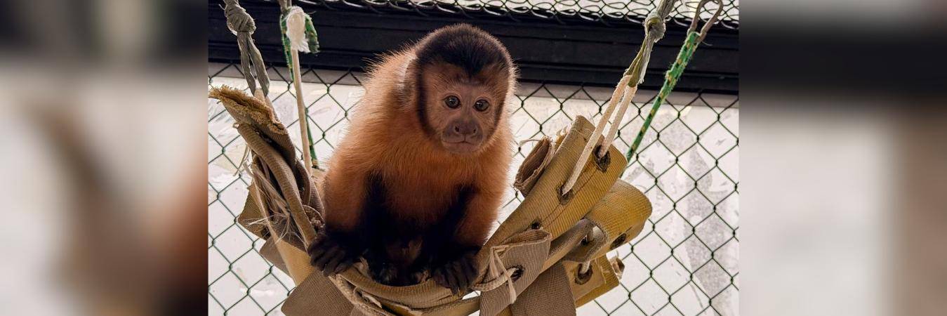Fauna silvestre reubicada en el Parque de la Conservación. FOTO: ÁREA METROPOLITANA