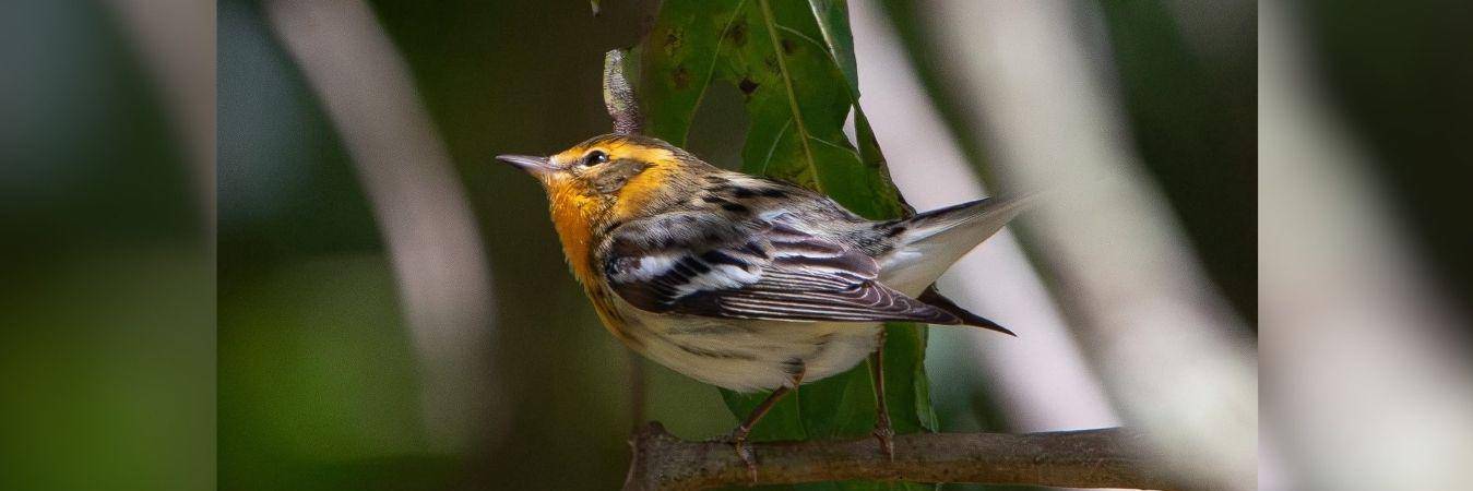 Las especies migratorias vienen del norte y están por estas épocas en el Valle de Aburrá. FOTO: ÁREA METROPOLITANA DEL VALLE DE ABURRÁ