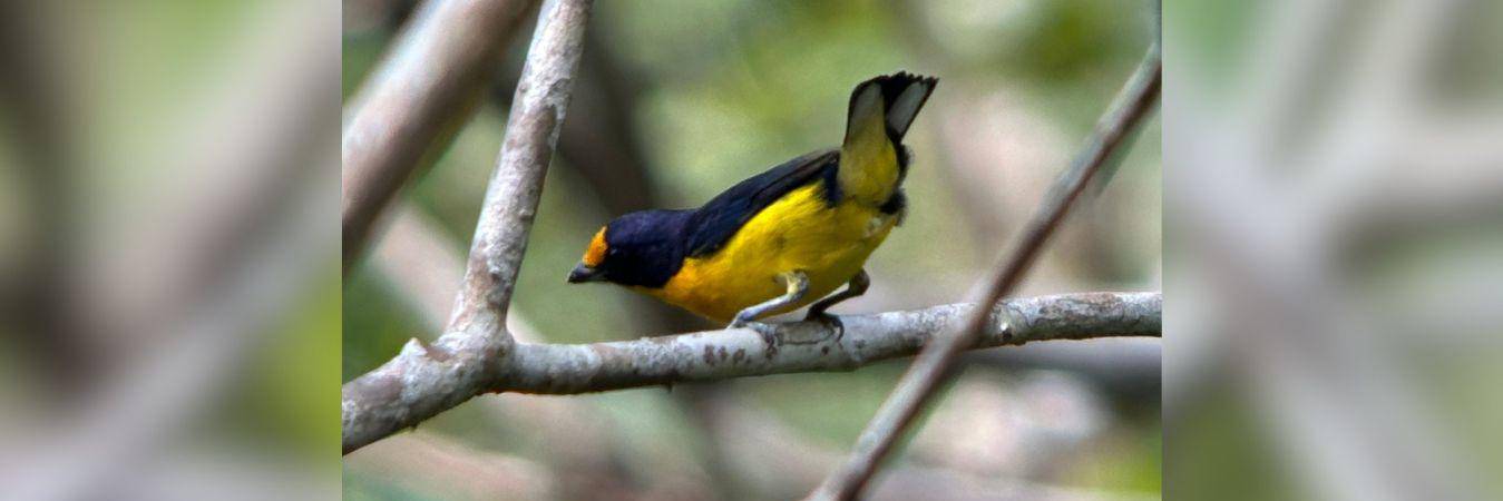 El ave se alimenta de pequeños frutos y con la dispersión de las semillas ayuda a la reforestación. FOTO: CAMILO DÍAZ - WWF COLOMBIA