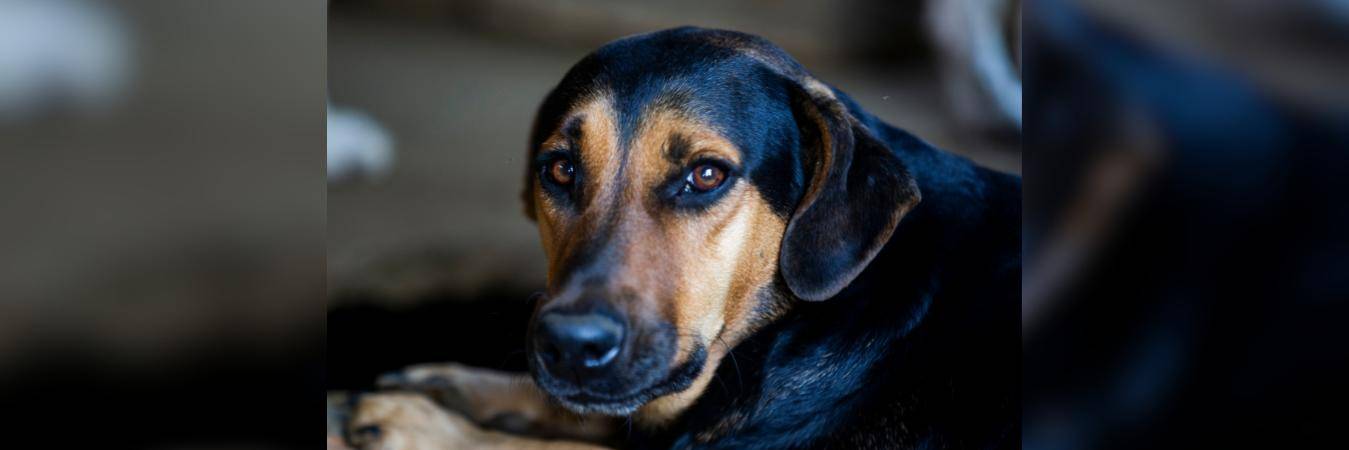 FOTO: ARCHIVO - EL COLOMBIANO