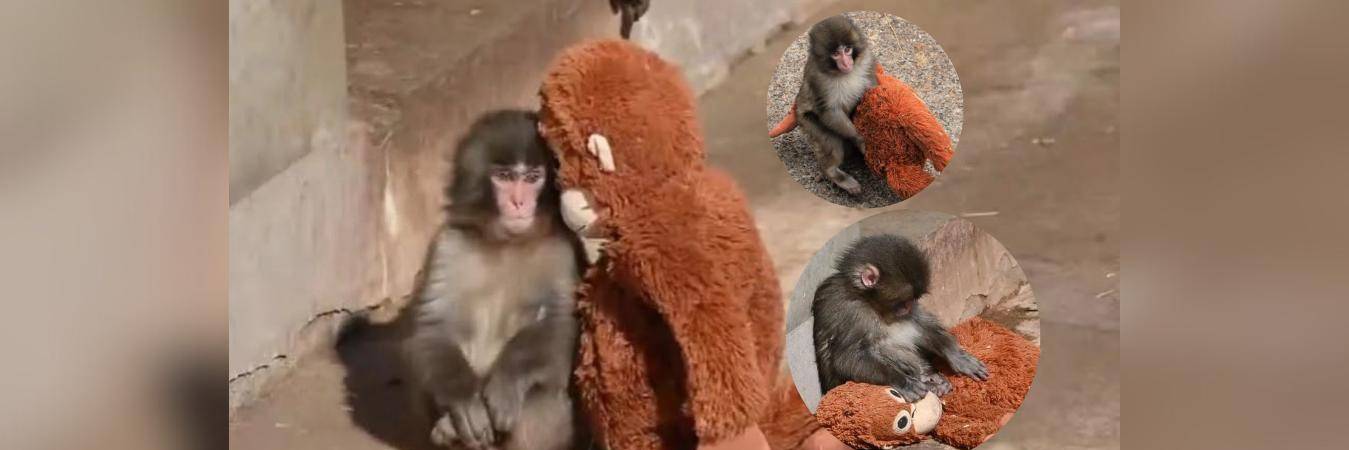 Punch con su peluche. FOTOS: TOMADAS DE X @CHILLAMCHILLI, @INKBLOTISTAN E @INFORMACOSMOS