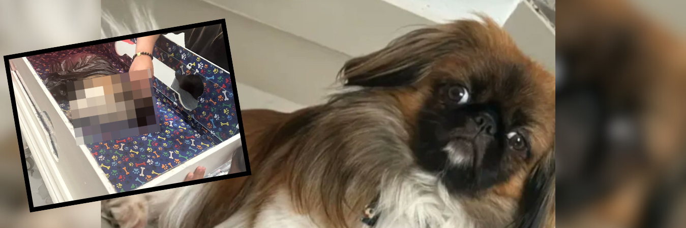 Maxi, perro que falleció tras viajar en la maleta de bus intermunicipal de Maicao a Medellín. /FOTOS: DENUNCIAS ANTIOQUIA Y REDES