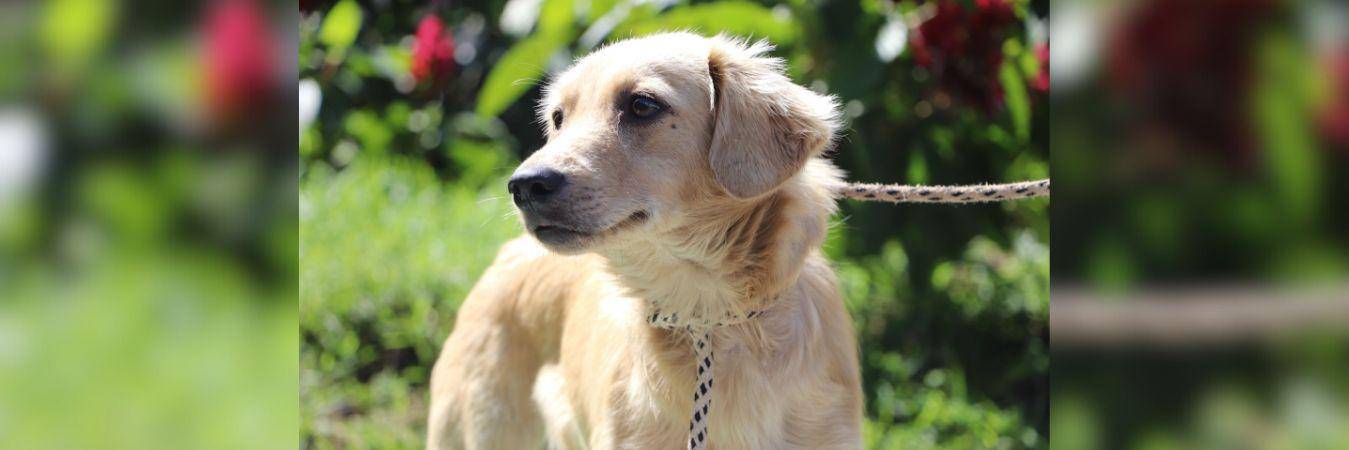 La pólvora no solo afecta a las personas, sino que también está causando estragos en los animales. FOTO: CORTESÍA ALCALDÍA DE MEDELLÍN