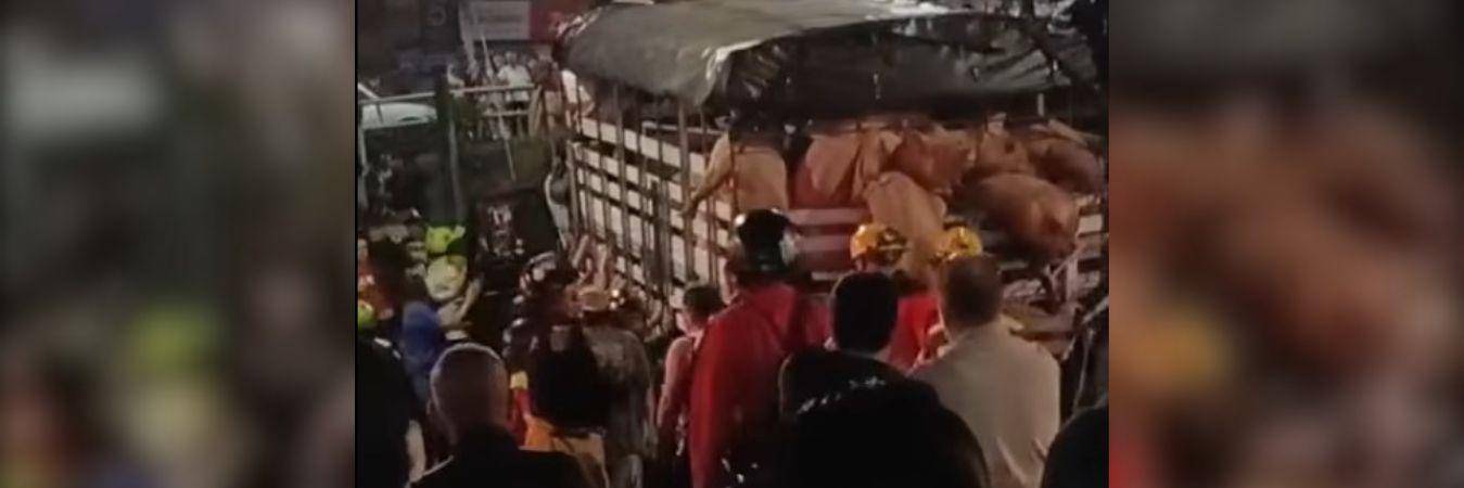 Entre las autoridades de tránsito de Bello y la comunidad auxiliaron al conductor del vehículo para estabilizarlo y tratar de salvar los cerdos. FOTO: CAPTURA VIDEO