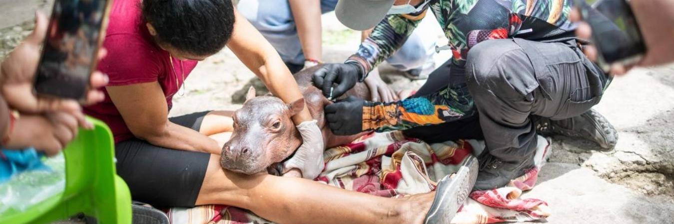 El hipopótamo fue tratado de urgencia en la zona. FOTO: CORTESÍA CORNARE
