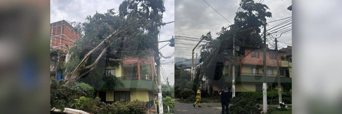 Así quedó la calle tras la caída del árbol en el barrio La Asunción. FOTO: FAISURY SÁNCHEZ ARREDONDO