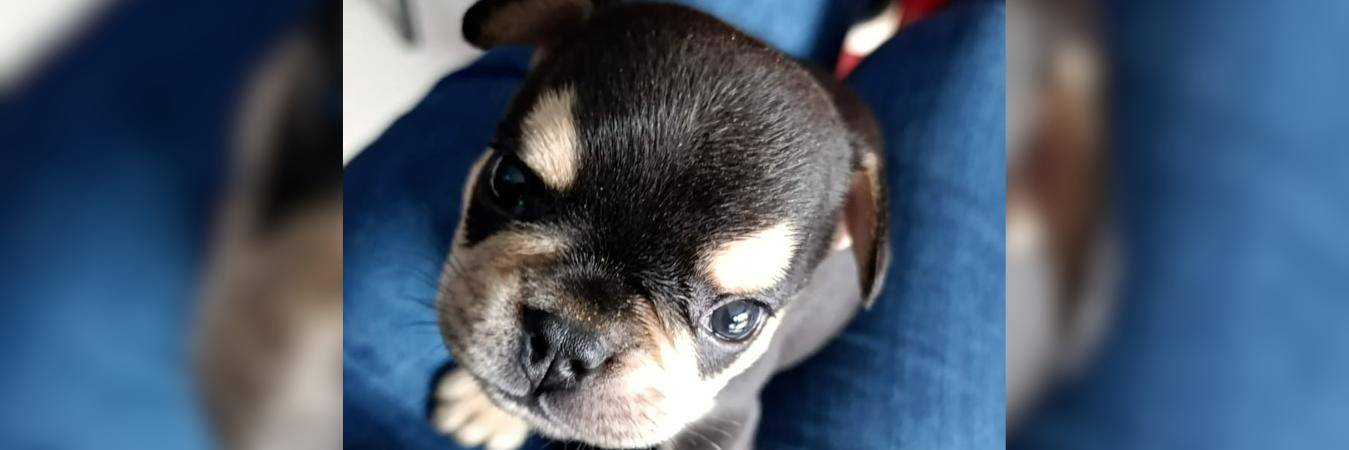 Odín, el perrito que falleció por maltrato. /FOTO: FISCALÍA GENERAL DE LA NACIÓN 