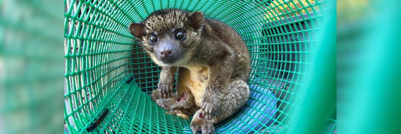 A este curioso animalito también se le conoce como jagua yvyguy, zorro vinagre, zorro pitoco, perro de agua, perro vinagre y perro selvático. FOTO: POLICÍA