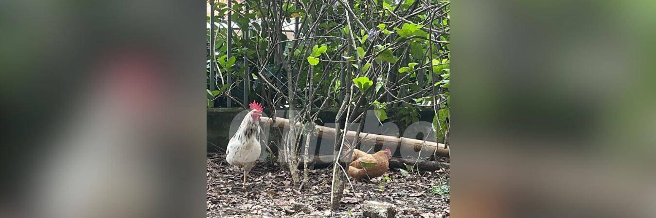 El gallo Claudio y Doña Gallina. FOTO: CORTESÍA 