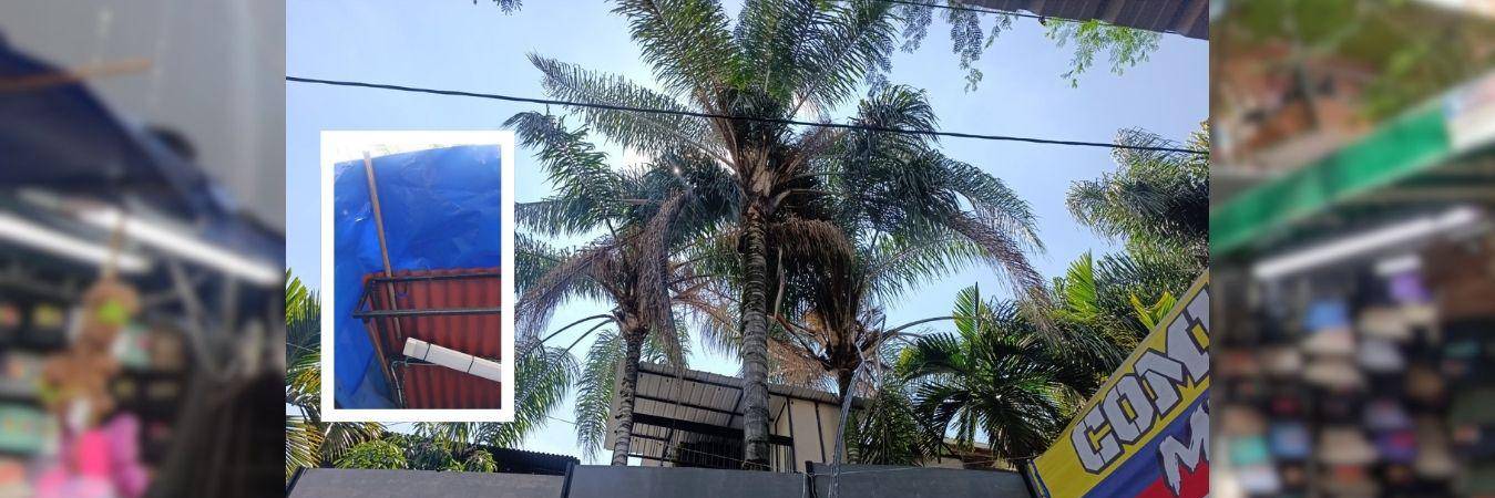 Aunque a simple vista el árbol parece normal, ya ha causado varios daños sobre techos (foto detalle) y otras estructuras. FOTOS: ALEJANDRA MORALES RÍOS