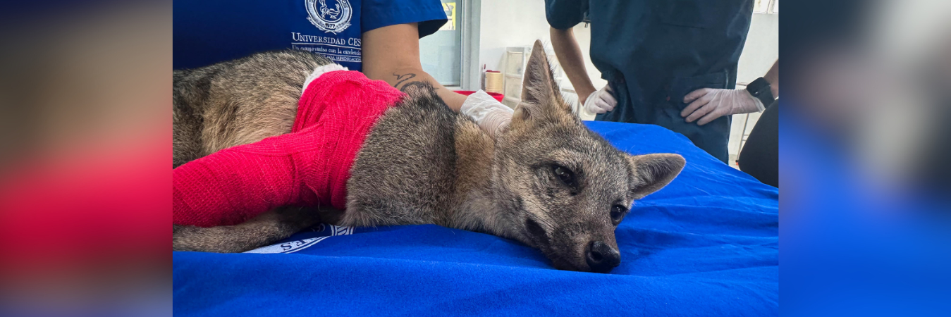 Zorro perro atropellado en Barbosa. /FOTO: CORTESÍA
