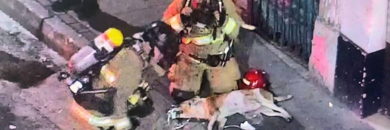 Bomberos salvaron a un perrito EN EL Centro de Medellín. / FOTO: ALCALDÍA DE MEDELLÍN