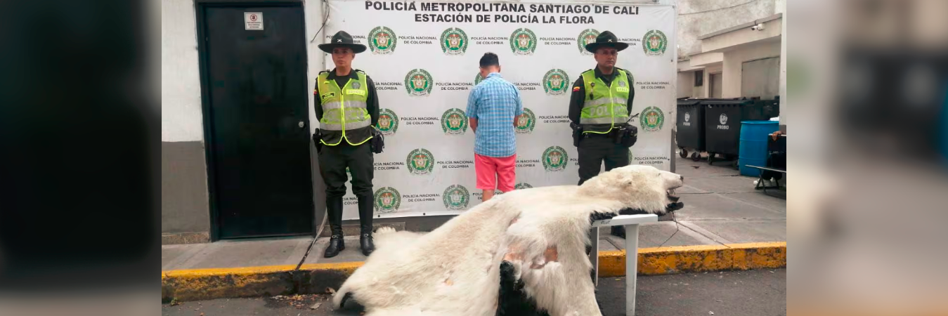 La piel se encontró en un local de venta de segunda. / FOTO: POLICÍA DE CALI