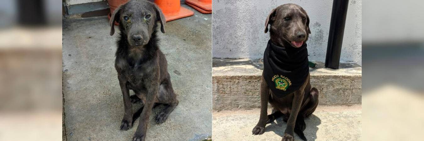 El antes y el después de Firulais. /FOTOS: POLICÍA NACIONAL