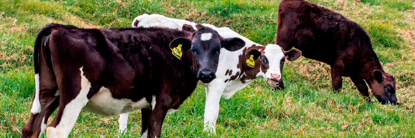 Foto de referencia. /FOTO: JAIME PÉREZ