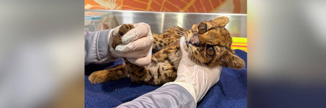 El animal tenía visibles signos de maltrato. FOTO: ALCALDÍA DE MEDELLÍN