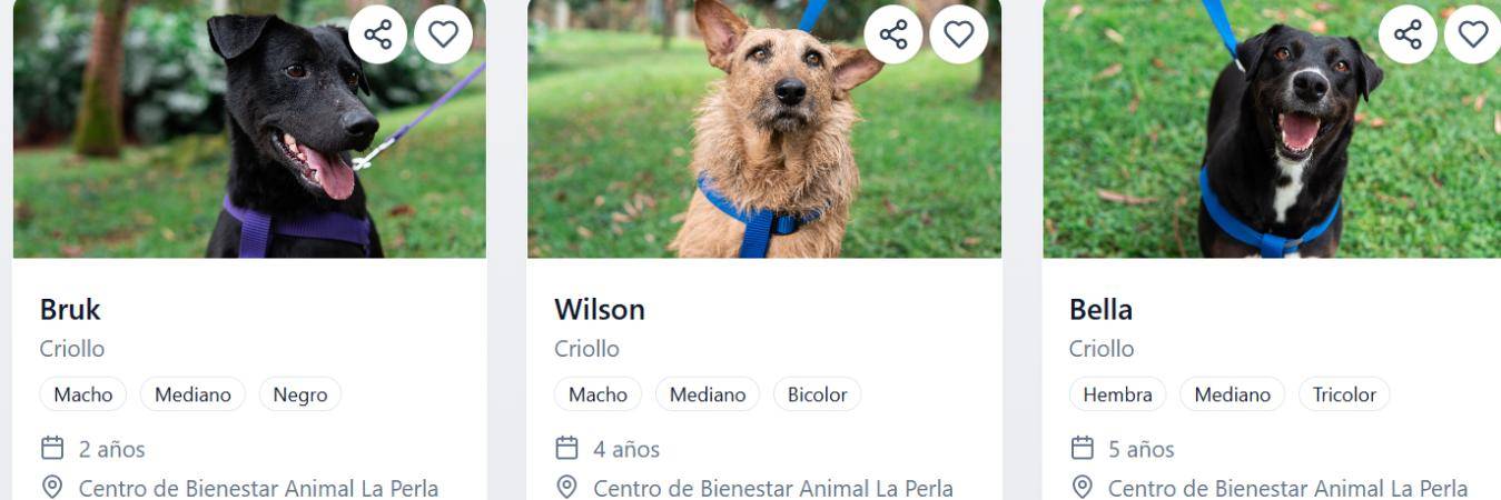 Algunos de los perritos disponibles para adopción en SabueSOS. FOTO: ALCLADÍA DE MEDELLÍN