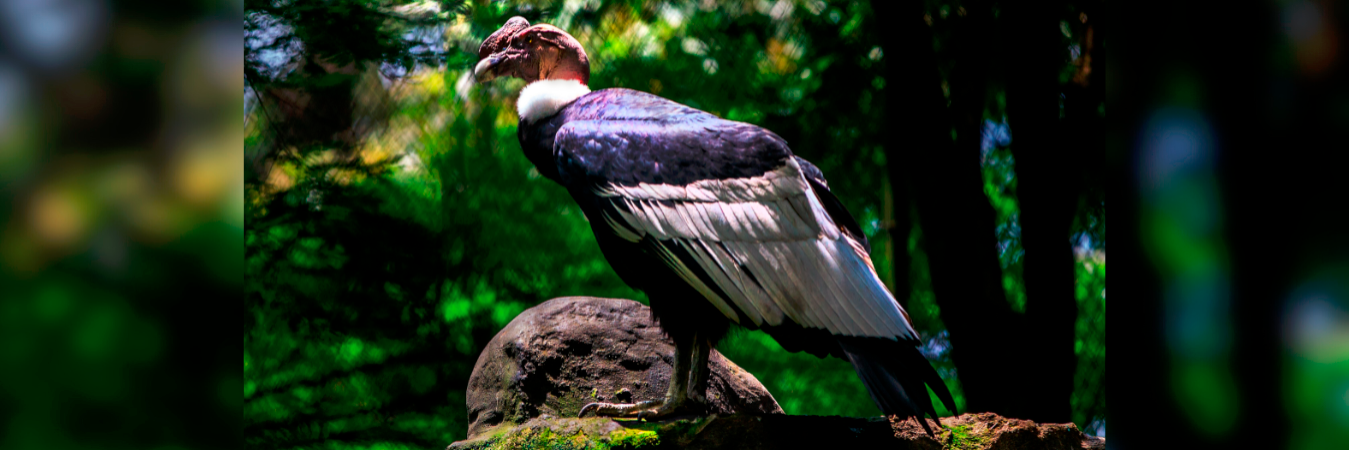 En Medellín, en el Parque de la Conservación, hay un ejemplar del Cóndor de los Andes. / FOTO: ANDRÉS CAMILO SUÁREZ ECHEVERRY