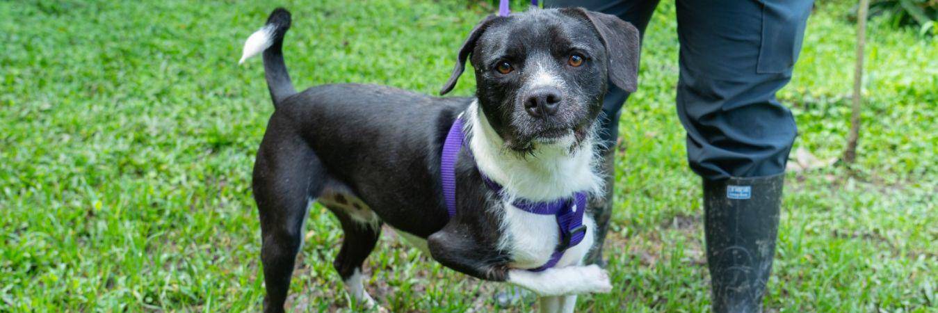 Uno de los perritos disponibles para adopción en La Perla. FOTO: ALCALDÍA DE MEDELLÍN