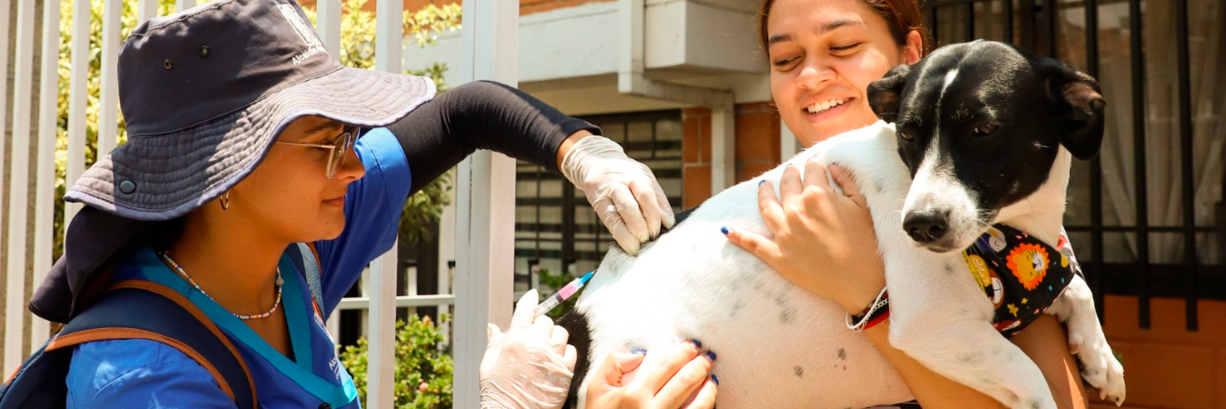 Jornadas de vacunación de mascotas en las comunas de Medellín. /FOTO: ALCALDÍA DE MEDELLÍN 