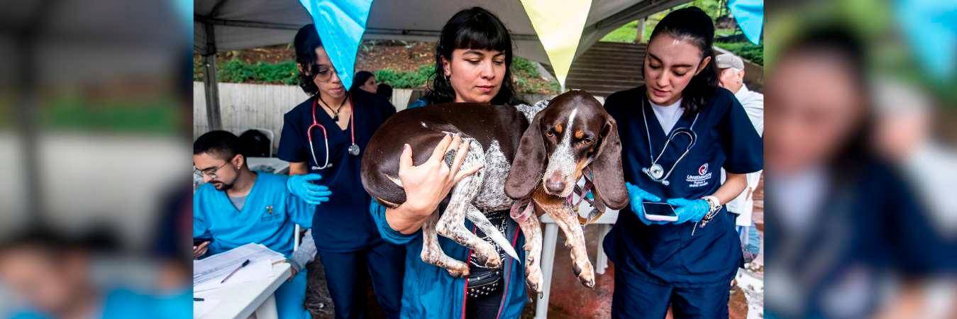 La jornada es gratis y se atiende por orden de llegada. / FOTO: JAIME PÉREZ