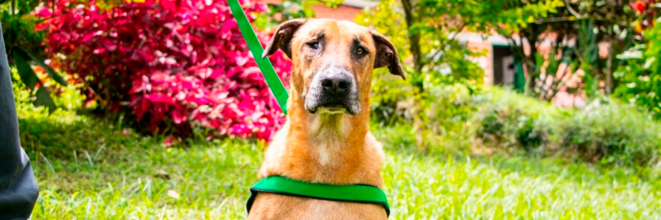 Scooby ha pasado por 3 jornadas de adopción y nada que consigue un hogar: ¿quieres darle una oportunidad?