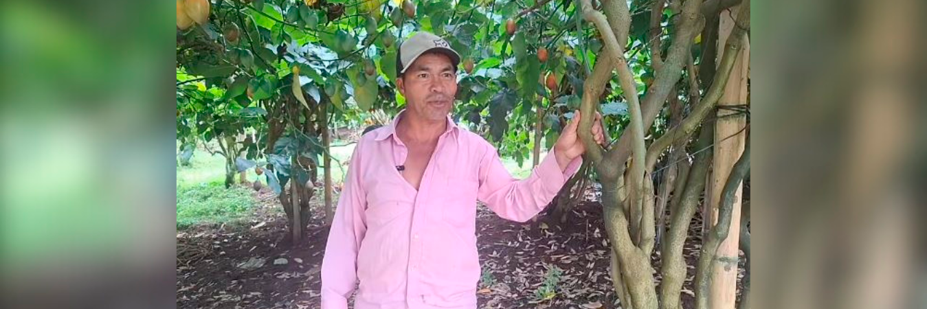 En un video bastante conmovido, don Edgar invitó a las personas para que vayan a su finca por tomates. /CAPTURA VIDEO LA UNIÓN NOTICIAS. 