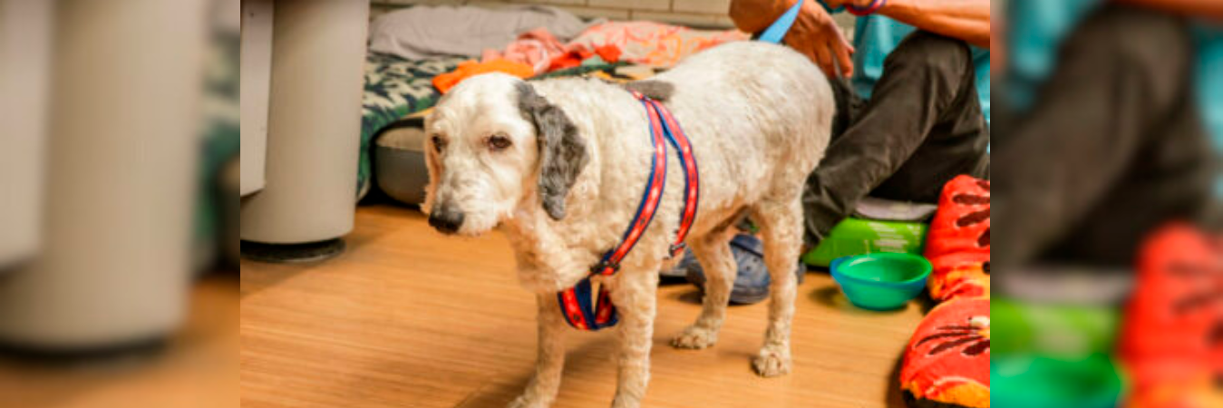 /FOTO: ALCALDÍA DE SABANETA