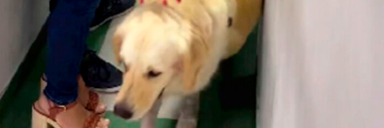 / FOTO: Instagram.com/veterinariadrstutz